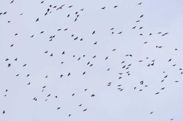14 December 2020 - 12-59-12
We almost had a mumuration display. Regardless, it was a heck of a lot of birds over the river
-----------------------------
Masses of birds over the river Dart